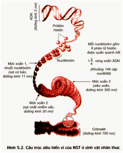 Bài 5: Nhiễm sắc thể và đột biến cấu trúc nhiễm sắc thể