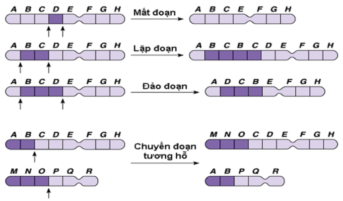 Bài 5: Nhiễm sắc thể và đột biến cấu trúc nhiễm sắc thể