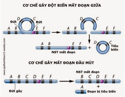 Bài 5: Nhiễm sắc thể và đột biến cấu trúc nhiễm sắc thể