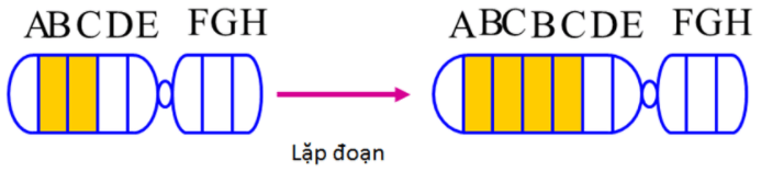 Bài 5: Nhiễm sắc thể và đột biến cấu trúc nhiễm sắc thể