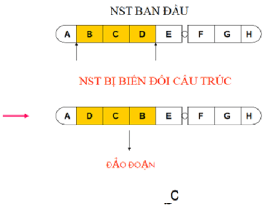 Bài 5: Nhiễm sắc thể và đột biến cấu trúc nhiễm sắc thể