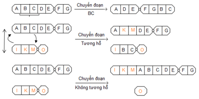 Bài 5: Nhiễm sắc thể và đột biến cấu trúc nhiễm sắc thể