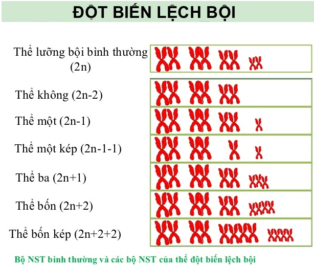 Bài 6: Đột biến số lượng nhiễm sắc thể