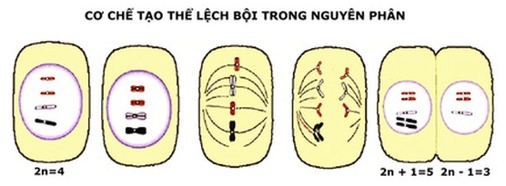 Bài 6: Đột biến số lượng nhiễm sắc thể