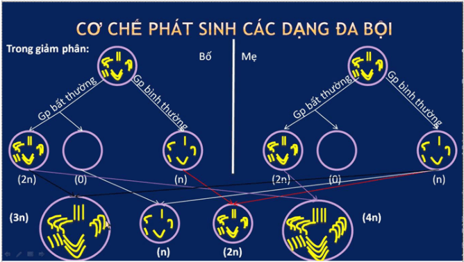 Bài 6: Đột biến số lượng nhiễm sắc thể