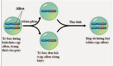 Bài 8: Quy luật Menđen: Quy luật phân li