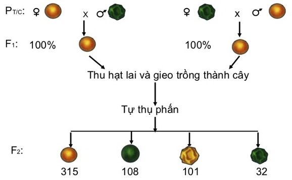 Bài 9: Quy luật Menđen: Quy luật phân li độc lậpBài 9: Quy luật Menđen: Quy luật phân li độc lập