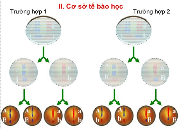 Bài 9: Quy luật Menđen: Quy luật phân li độc lậpBài 9: Quy luật Menđen: Quy luật phân li độc lập