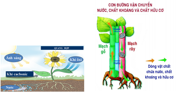 Lý thuyết Sinh học 6 Bài 22: Ảnh hưởng của các điều kiện bên ngoài đến quang hợp, ý nghĩa của quang hợp hay, chi tiết | Sinh học lớp 6