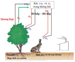 Lý thuyết Sinh học 6 Bài 22: Ảnh hưởng của các điều kiện bên ngoài đến quang hợp, ý nghĩa của quang hợp hay, chi tiết | Sinh học lớp 6