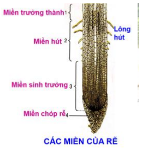 Lý thuyết Sinh học 6 Bài 9: Các loại rễ, các miền của rễ hay, chi tiết | Sinh học lớp 6