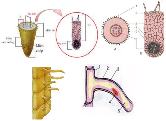 Lý thuyết Sinh học 6 Bài 10: Cấu tạo miền hút của rễ hay, chi tiết | Sinh học lớp 6