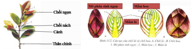 Lý thuyết Sinh học 6 Bài 13: Cấu tạo ngoài của thân hay, chi tiết | Sinh học lớp 6