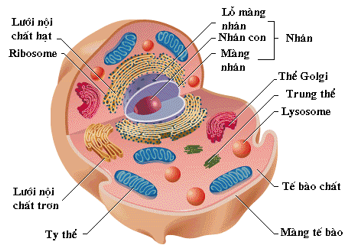 Lý thuyết Sinh học 6 Bài 7: Cấu tạo tế bào thực vật hay, chi tiết | Sinh học lớp 6