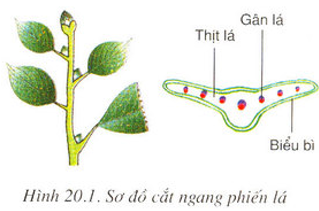 Lý thuyết Sinh học 6 Bài 20: Cấu tạo trong của phiến lá hay, chi tiết | Sinh học lớp 6