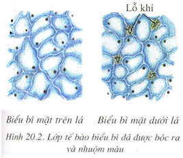 Lý thuyết Sinh học 6 Bài 20: Cấu tạo trong của phiến lá hay, chi tiết | Sinh học lớp 6