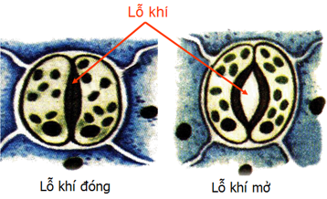 Lý thuyết Sinh học 6 Bài 20: Cấu tạo trong của phiến lá hay, chi tiết | Sinh học lớp 6