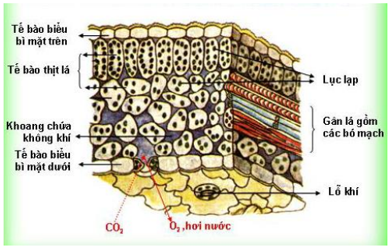 Lý thuyết Sinh học 6 Bài 20: Cấu tạo trong của phiến lá hay, chi tiết | Sinh học lớp 6