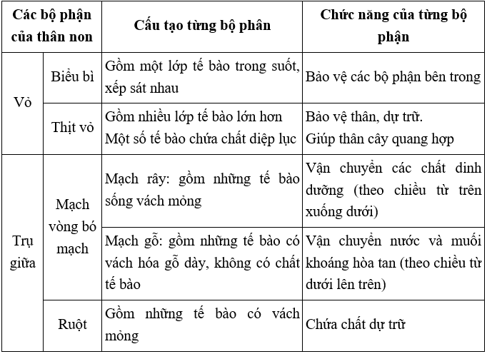 Lý thuyết Sinh học 6 Bài 15: Cấu tạo trong của thân non hay, chi tiết | Sinh học lớp 6