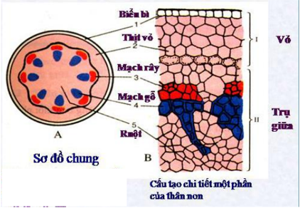 Lý thuyết Sinh học 6 Bài 15: Cấu tạo trong của thân non hay, chi tiết | Sinh học lớp 6