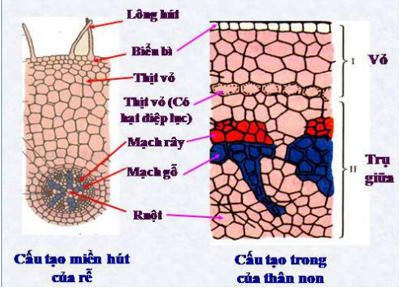 Lý thuyết Sinh học 6 Bài 15: Cấu tạo trong của thân non hay, chi tiết | Sinh học lớp 6