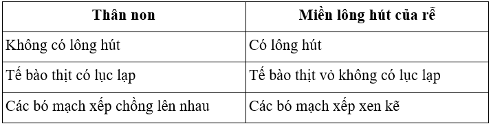 Lý thuyết Sinh học 6 Bài 15: Cấu tạo trong của thân non hay, chi tiết | Sinh học lớp 6