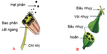 Lý thuyết Sinh học 6 Bài 28: Cấu tạo và chức năng của hoa hay, chi tiết | Sinh học lớp 6