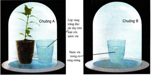 Lý thuyết Sinh học 6 Bài 23: Cây hô hấp không? hay, chi tiết | Sinh học lớp 6