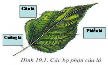 Lý thuyết Sinh học 6 Bài 19: Đặc điểm ngoài của lá hay, chi tiết | Sinh học lớp 6