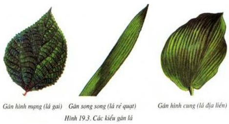 Lý thuyết Sinh học 6 Bài 19: Đặc điểm ngoài của lá hay, chi tiết | Sinh học lớp 6