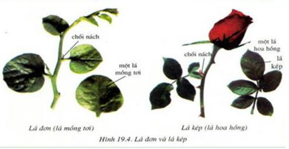 Lý thuyết Sinh học 6 Bài 19: Đặc điểm ngoài của lá hay, chi tiết | Sinh học lớp 6