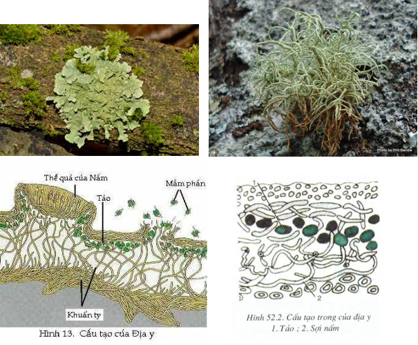 Lý thuyết Sinh học 6 Bài 52: Địa y hay, chi tiết | Sinh học lớp 6