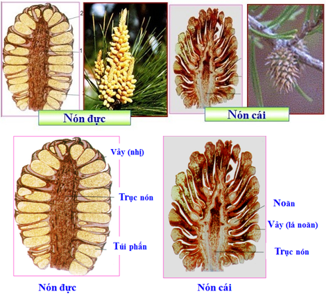 Lý thuyết Sinh học 6 Bài 40: Hạt trần - Cây thông hay, chi tiết | Sinh học lớp 6