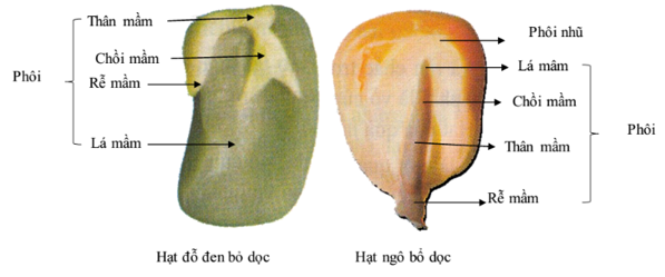 Lý thuyết Sinh học 6 Bài 33: Hạt và các bộ phận của hạt hay, chi tiết | Sinh học lớp 6