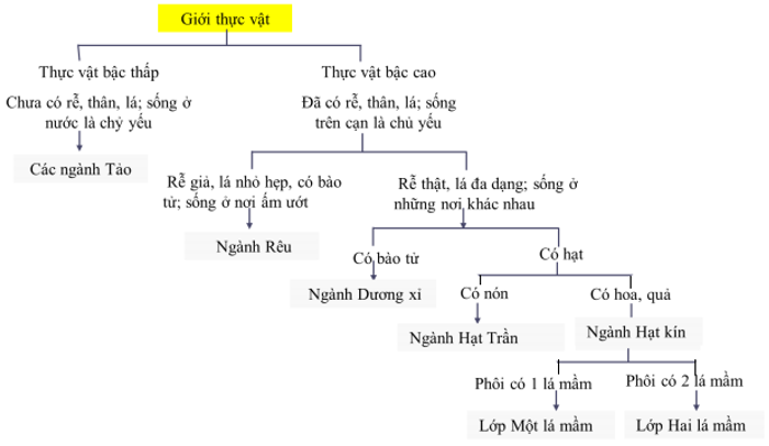 Lý thuyết Sinh học 6 Bài 43: Khái niệm sơ lược về phân loại thực vật hay, chi tiết | Sinh học lớp 6