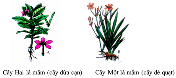 Lý thuyết Sinh học 6 Bài 42: Lớp hai lá mầm và lớp một lá mầm hay, chi tiết | Sinh học lớp 6