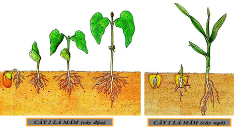 Lý thuyết Sinh học 6 Bài 42: Lớp hai lá mầm và lớp một lá mầm hay, chi tiết | Sinh học lớp 6