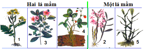 Lý thuyết Sinh học 6 Bài 42: Lớp hai lá mầm và lớp một lá mầm hay, chi tiết | Sinh học lớp 6