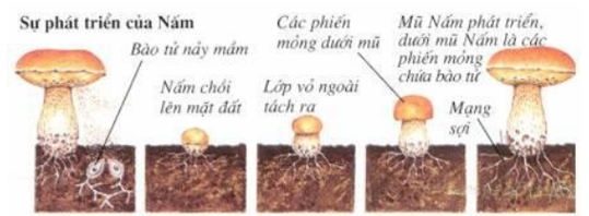 Lý thuyết Sinh học 6 Bài 51: Nấm hay, chi tiết | Sinh học lớp 6