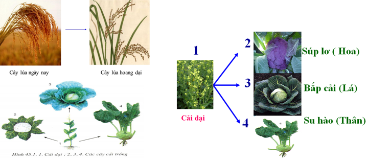 Lý thuyết Sinh học 6 Bài 45: Nguồn gốc cây trồng hay, chi tiết | Sinh học lớp 6