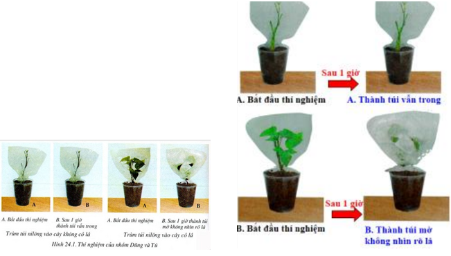 Lý thuyết Sinh học 6 Bài 24: Phần lớn nước vào cây đi đâu? hay, chi tiết | Sinh học lớp 6