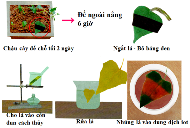 Lý thuyết Sinh học 6 Bài 21: Quang hợp hay, chi tiết | Sinh học lớp 6