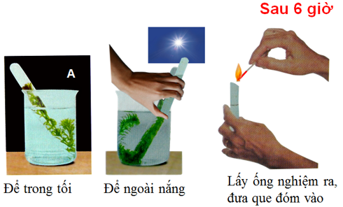 Lý thuyết Sinh học 6 Bài 21: Quang hợp hay, chi tiết | Sinh học lớp 6