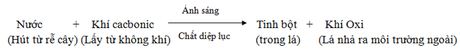 Lý thuyết Sinh học 6 Bài 21: Quang hợp hay, chi tiết | Sinh học lớp 6