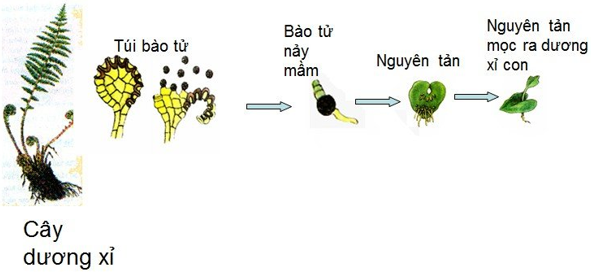 Lý thuyết Sinh học 6 Bài 39: Quyết - Cây dương xỉ hay, chi tiết | Sinh học lớp 6