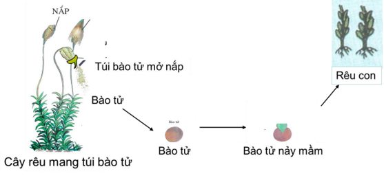 Lý thuyết Sinh học 6 Bài 38: Rêu - cây rêu hay, chi tiết | Sinh học lớp 6