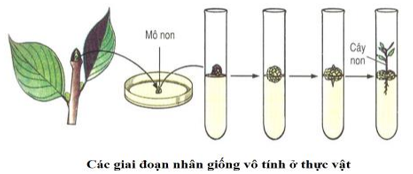 Lý thuyết Sinh học 6 Bài 27: Sinh sản sinh dưỡng do người hay, chi tiết | Sinh học lớp 6