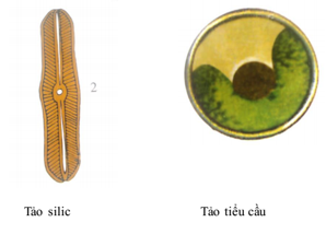 Lý thuyết Sinh học 6 Bài 37: Tảo hay, chi tiết | Sinh học lớp 6