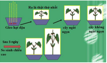 Lý thuyết Sinh học 6 Bài 14: Thân dài ra do đâu? hay, chi tiết | Sinh học lớp 6