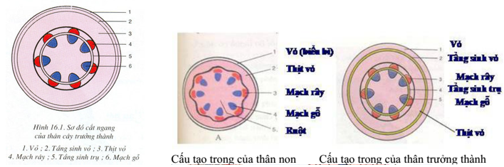 Lý thuyết Sinh học 6 Bài 16: Thân to ra do đâu? hay, chi tiết | Sinh học lớp 6